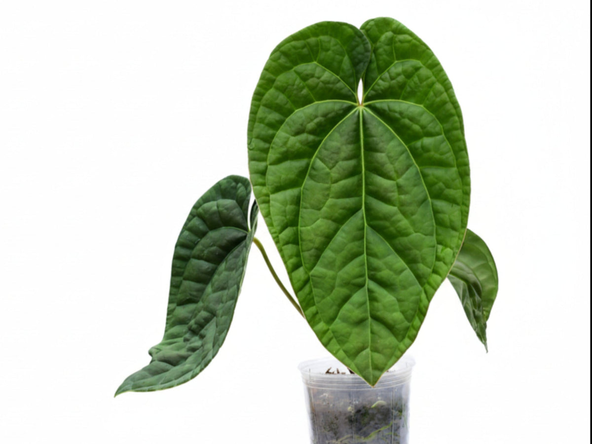 Anthurium Raven's Soul: Buy Plant Online In India