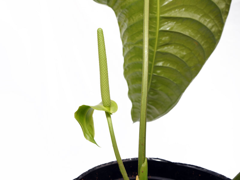 Anthurium Royal Corrugata