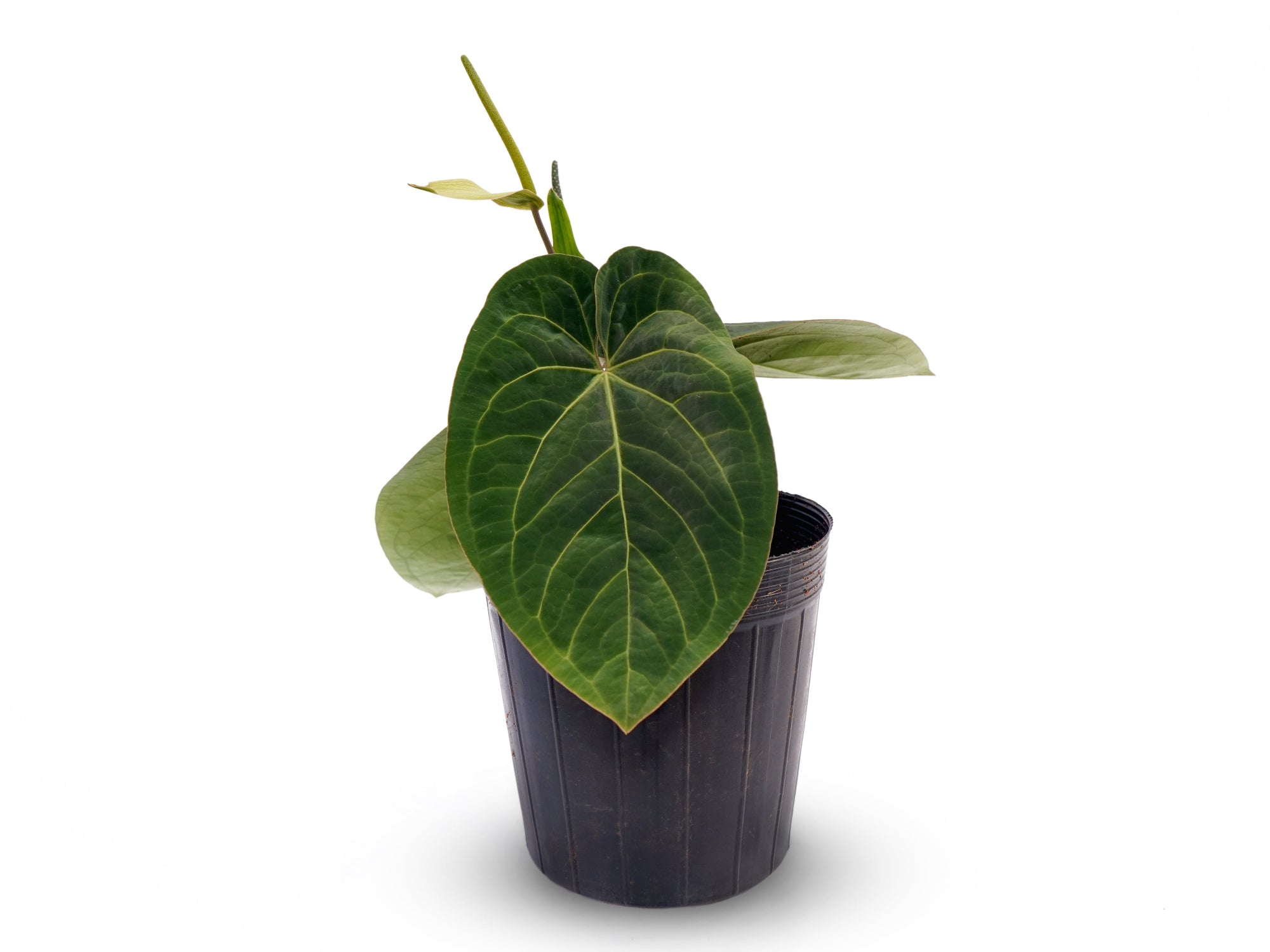Anthurium Silver Bob