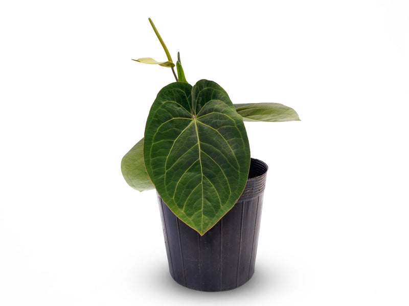 Anthurium Silver Bob