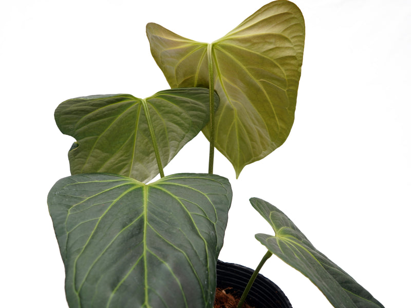 Anthurium Soul of the Andes