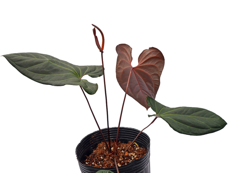 Anthurium Tayos Cave x Anthurium Eureka