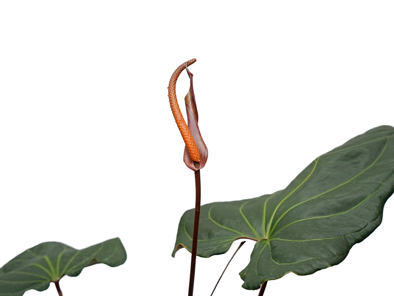 Anthurium Tayos Cave x Anthurium Eureka