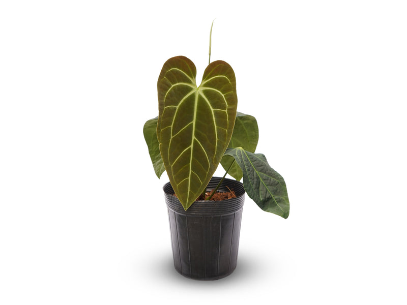 Anthurium The Green Cuyabeno