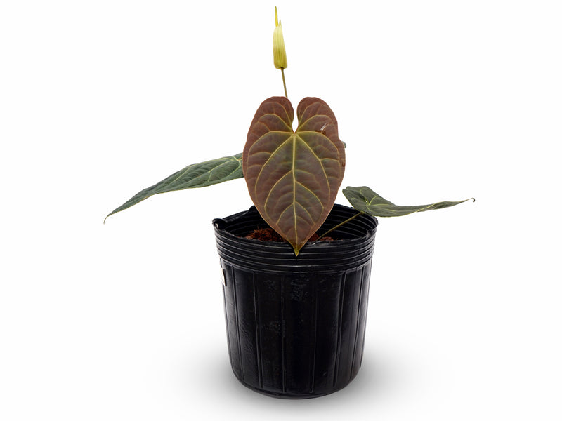Anthurium The Moon of Archimedes