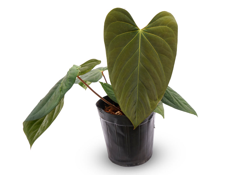 Anthurium Tierra Entre el Agua