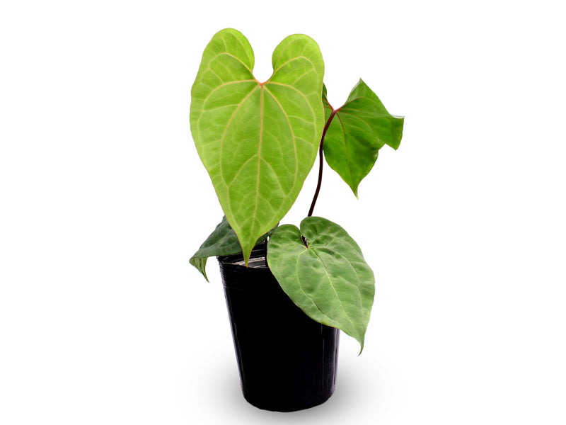 Anthurium Urban Jungle x Anth. Ingrid de Portilla