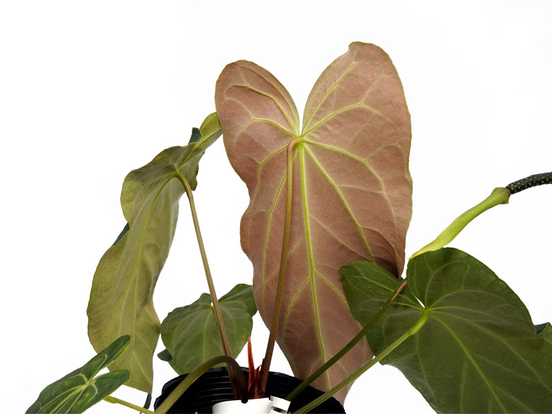 Anthurium Urban Oasis