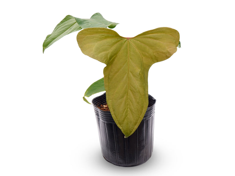 Anthurium Wonder x Anthurium Andean Night