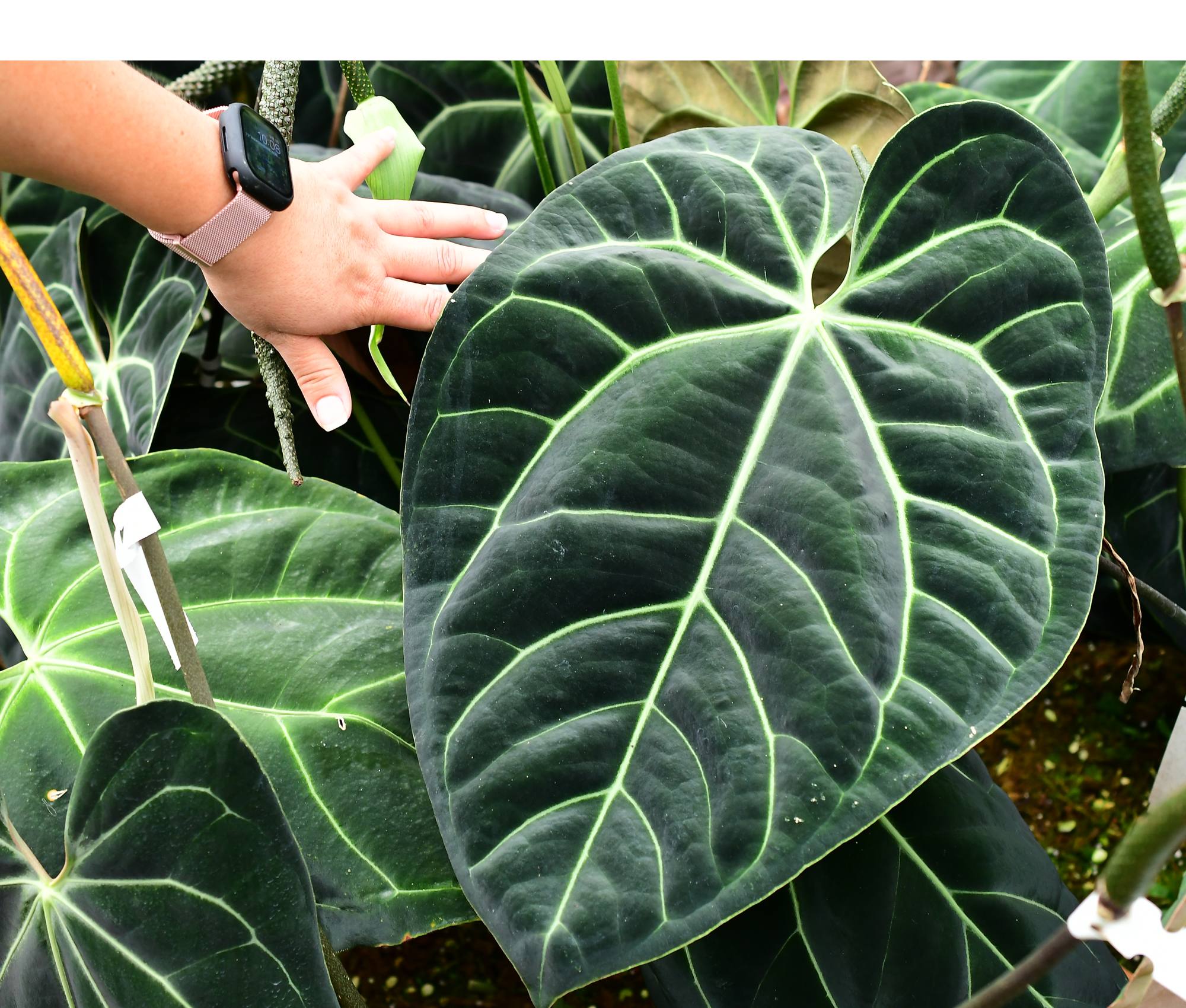 Anthurium besseae aff — Ecuagenera Orquídeas del Ecuador