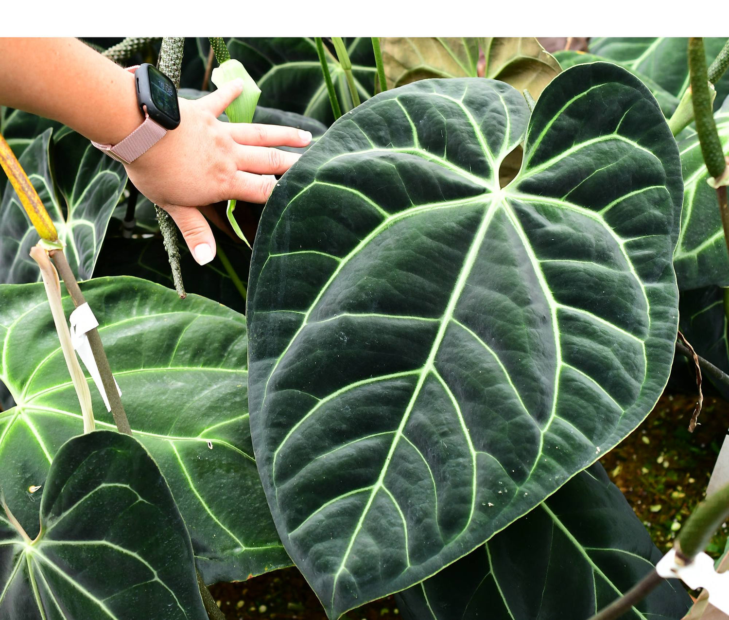 Anthurium besseae aff — Ecuagenera Orquídeas del Ecuador