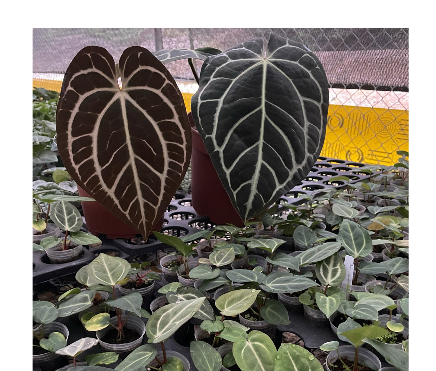anthurium cay cee Anthurium carlablackiae (seedling) — Ecuagenera Orquídeas del Ecuador