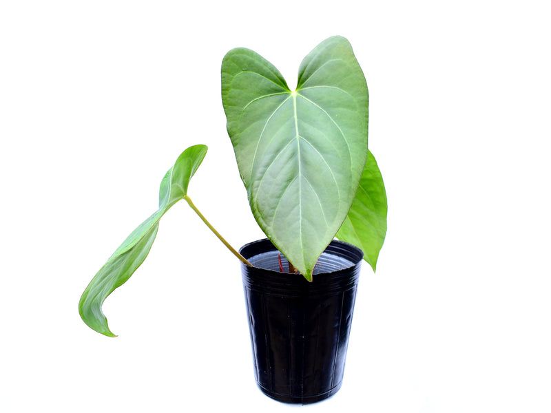 Anthurium cerrocampanense x Anthurium fogetii