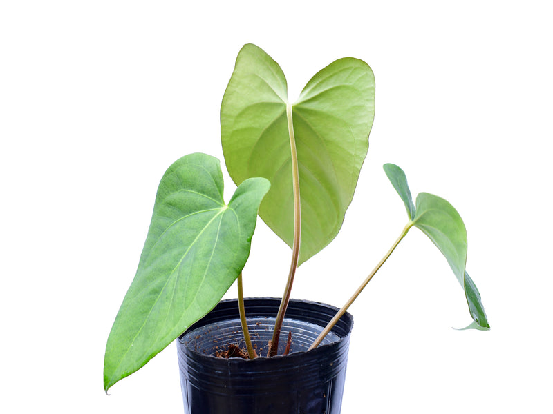 Anthurium cerrocampanense x Anthurium fogetii