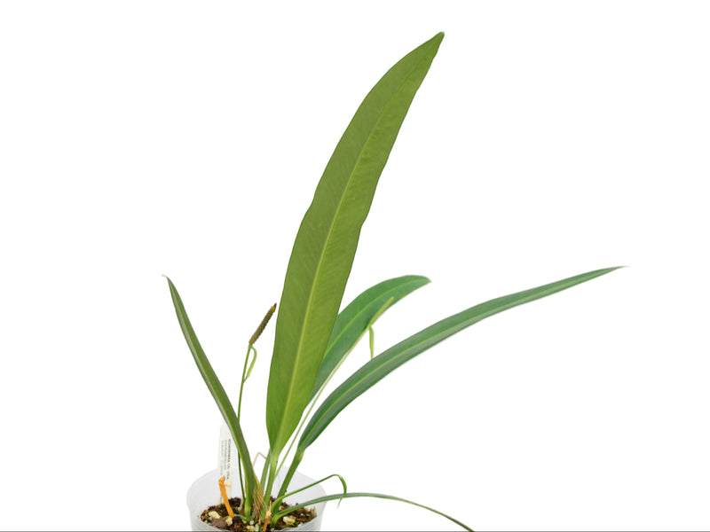 Anthurium coriaceum aff