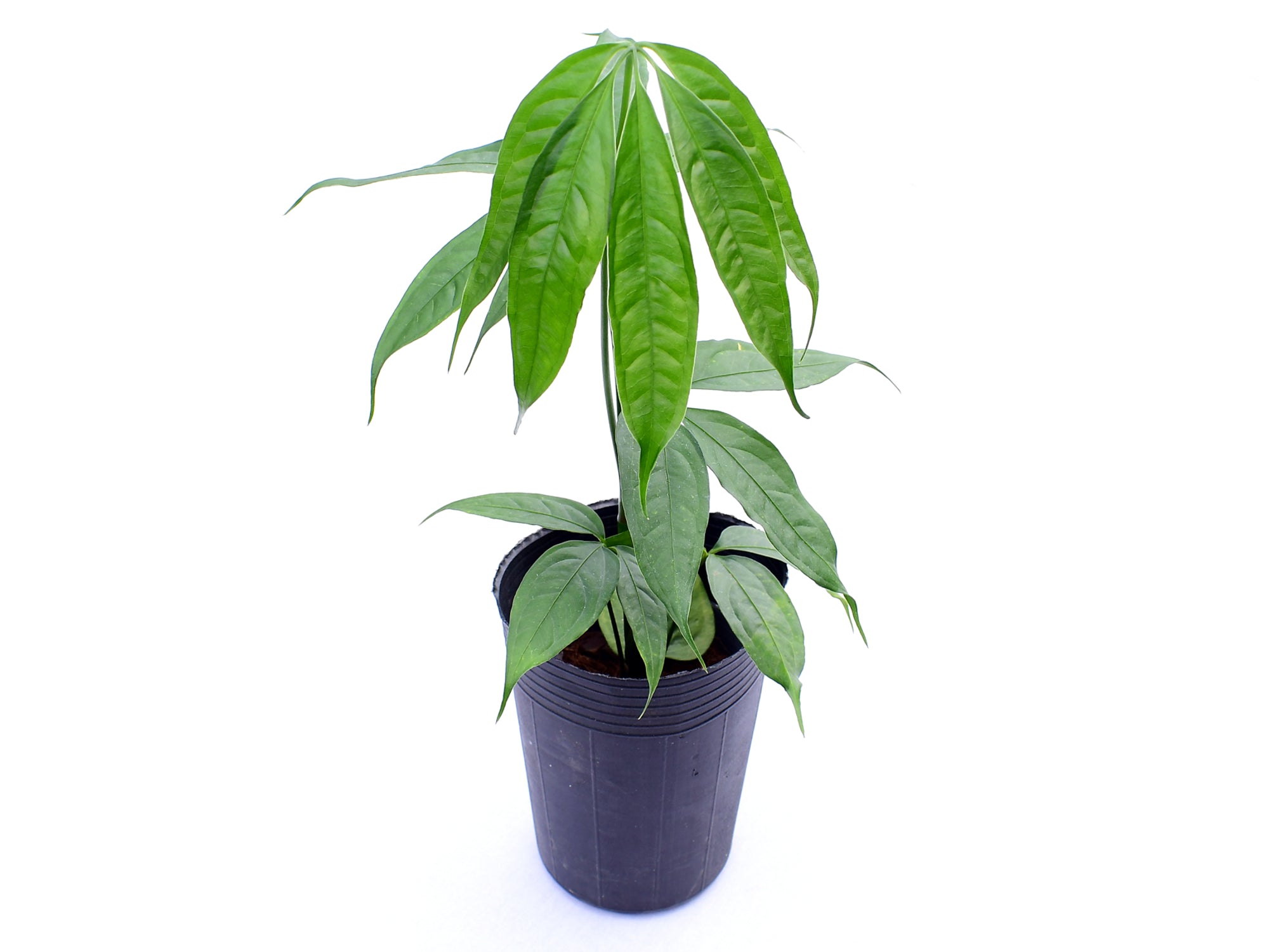 Anthurium croatii 'Ecuagenera'