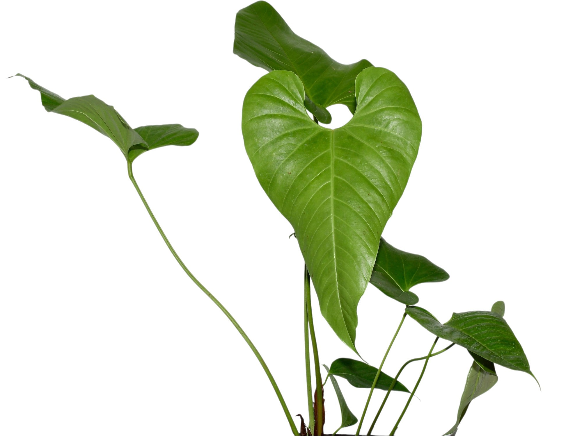 Anthurium insigne cf