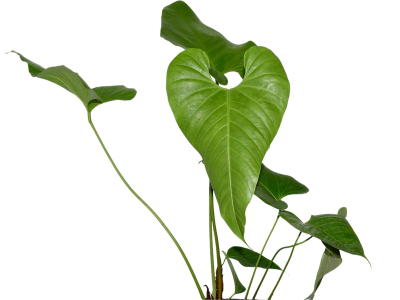 Anthurium cupulispathum 'Inverse Pyramid'