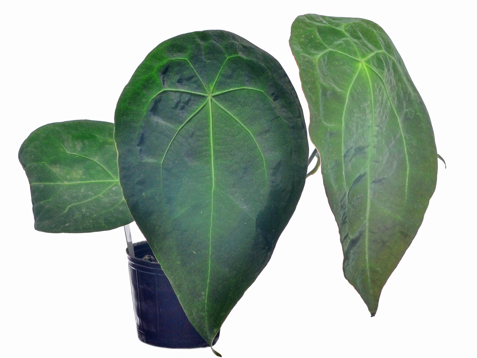 Anthurium forgetii