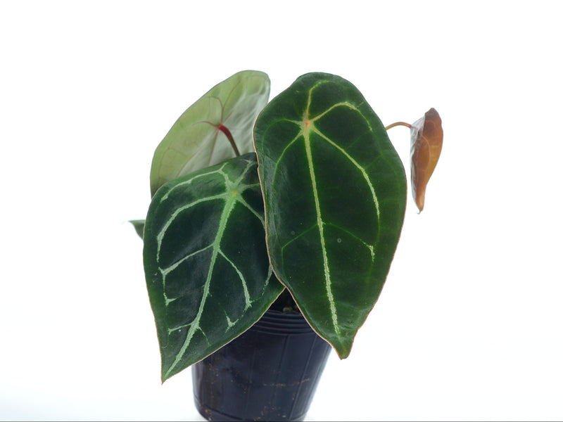 Anthurium forgetii white stripes