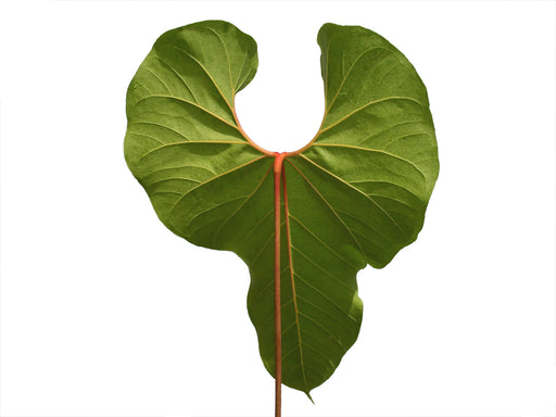 anthurium insigne panguiensii Anthurium giganteum