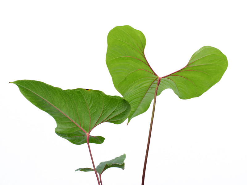 Anthurium insigne 'Crystal'