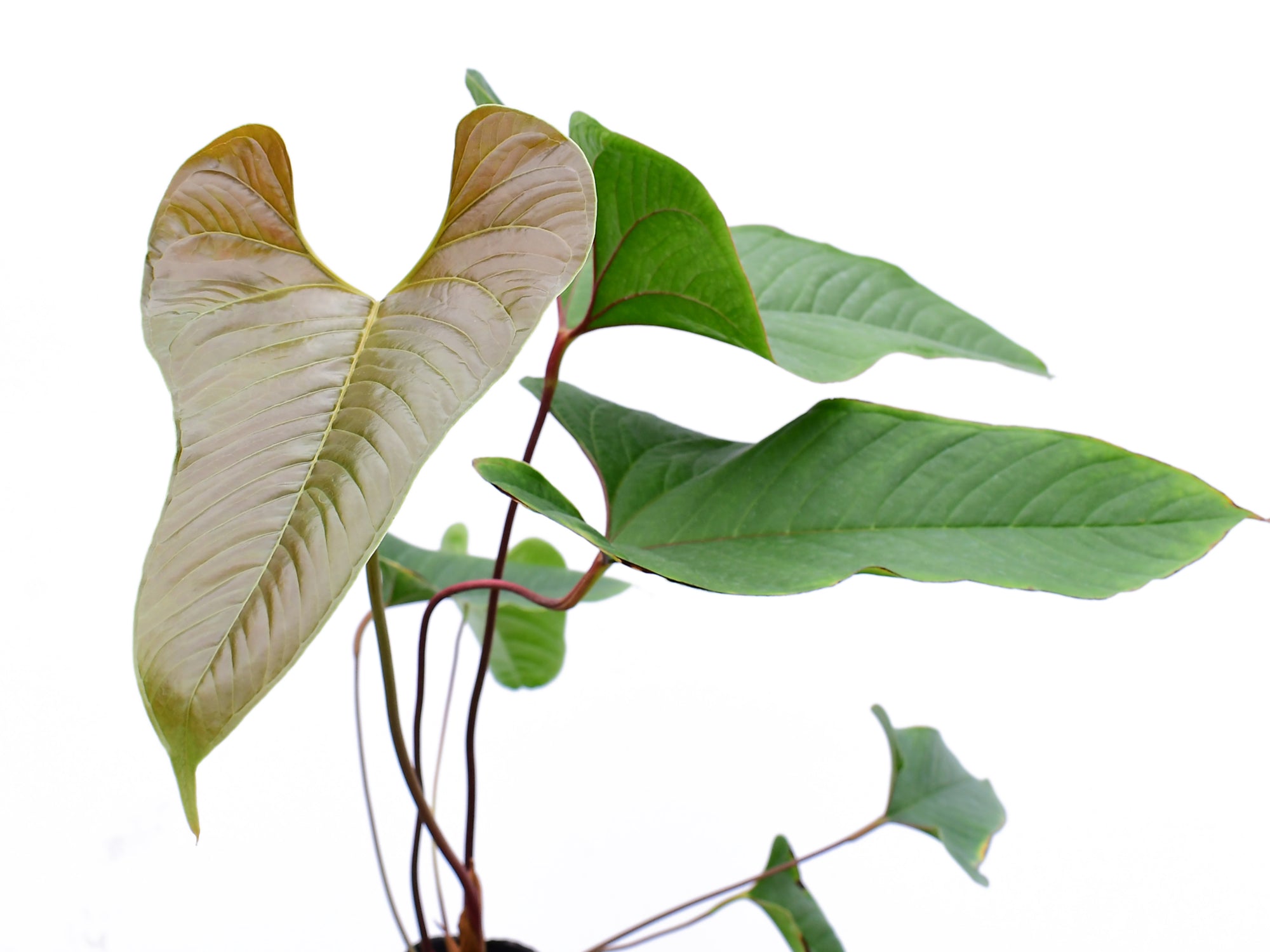 Anthurium insigne 'Crystal'