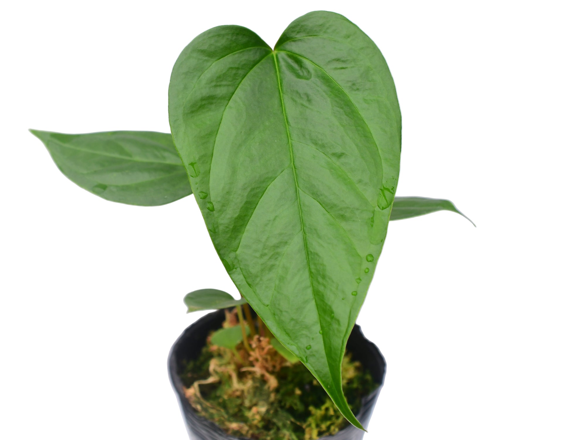 anthurium nanum Anthurium longistrorsum nanum