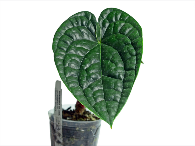 Anthurium luxurians (seedling)