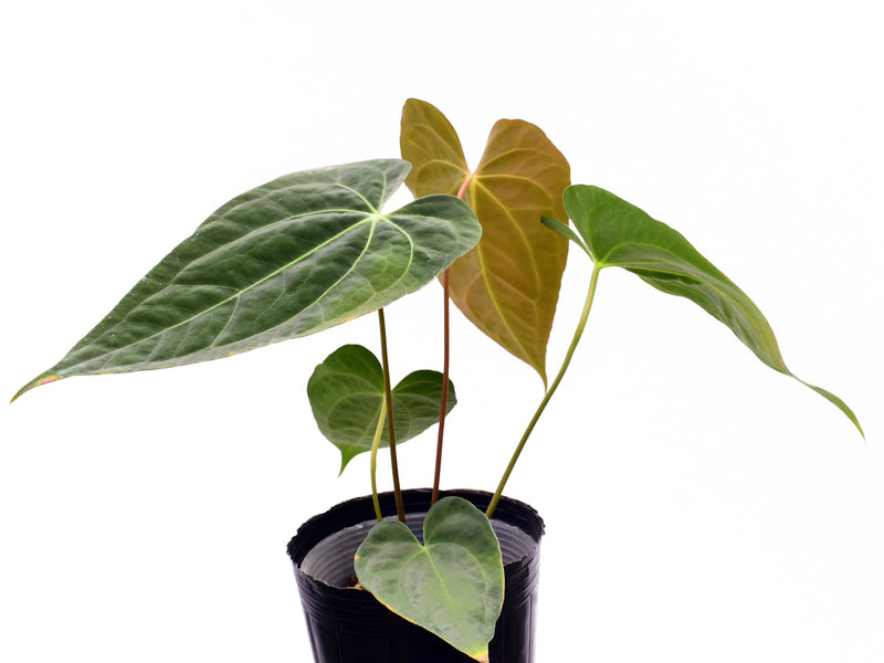 Anthurium magnificum 'Fantasy' x Anthurium papillilaminum