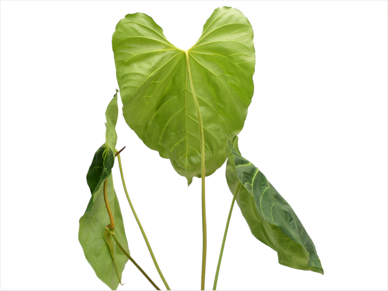anthurium pandurilaminum Anthurium magnificum x Anthurium pandurilaminum