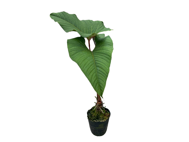 Anthurium marcocorreae