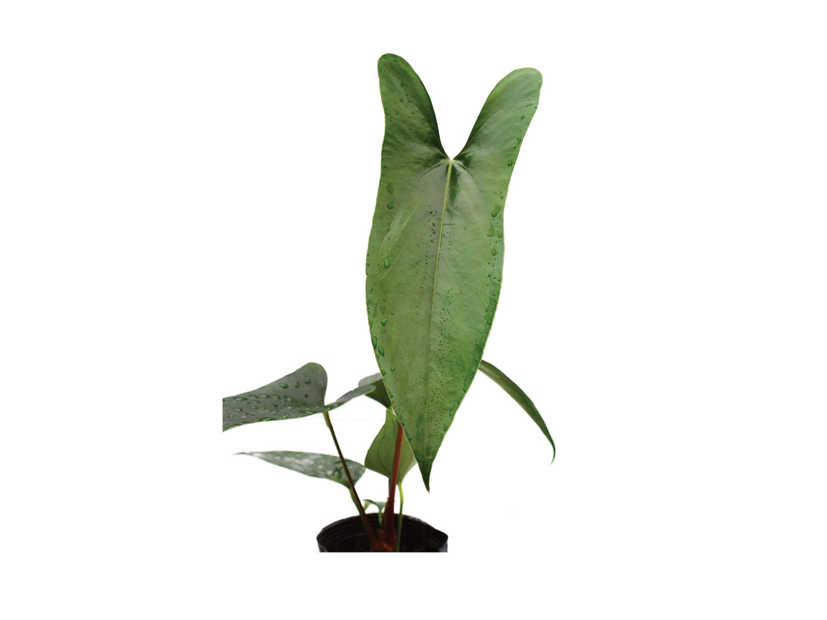 Anthurium nigrolaminum 'Gigi' (seedling) — Ecuagenera Orquídeas