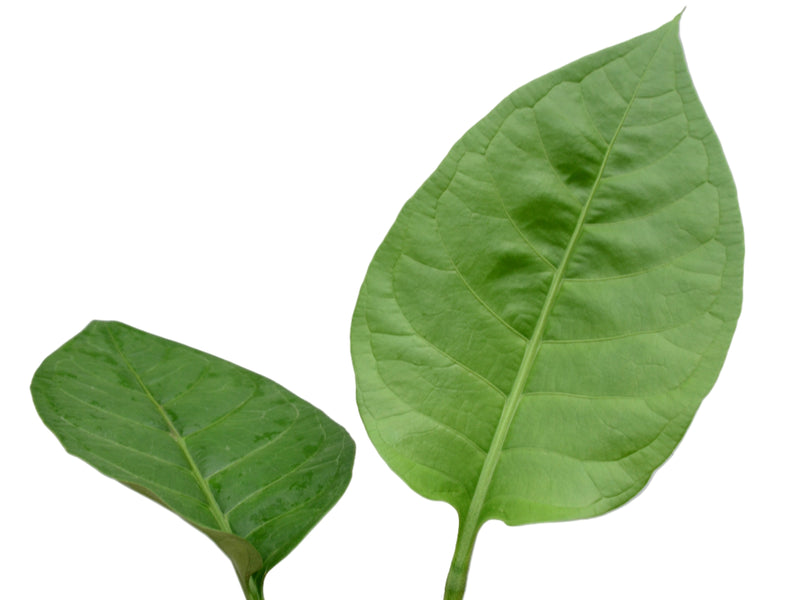 Anthurium oxycarpum giganteum (seedling)