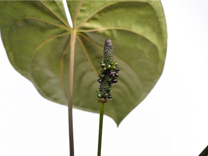 Anthurium papillilaminum x Anthurium dressleri