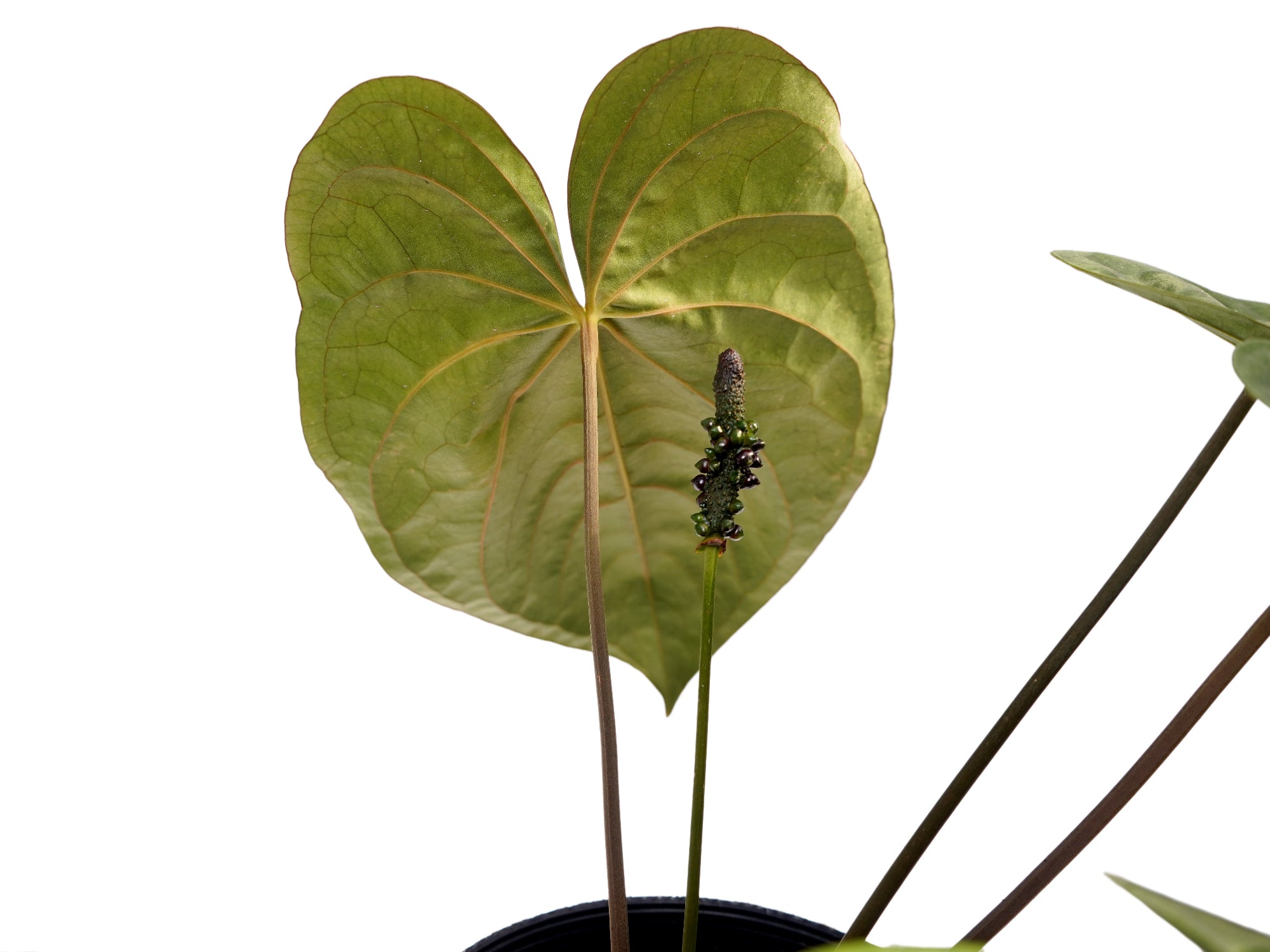Anthurium papillilaminum x Anthurium dressleri — Ecuagenera