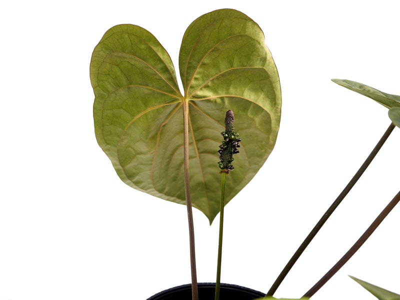 Anthurium papillilaminum x Anthurium dressleri