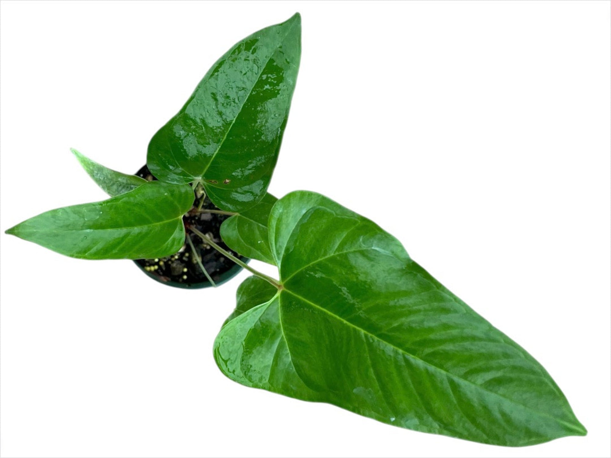 Anthurium pedatum red veins ペダツム Anthurium Red Vein Dark Phoenix (RVDP) – TEG | Rare Foliage Plant