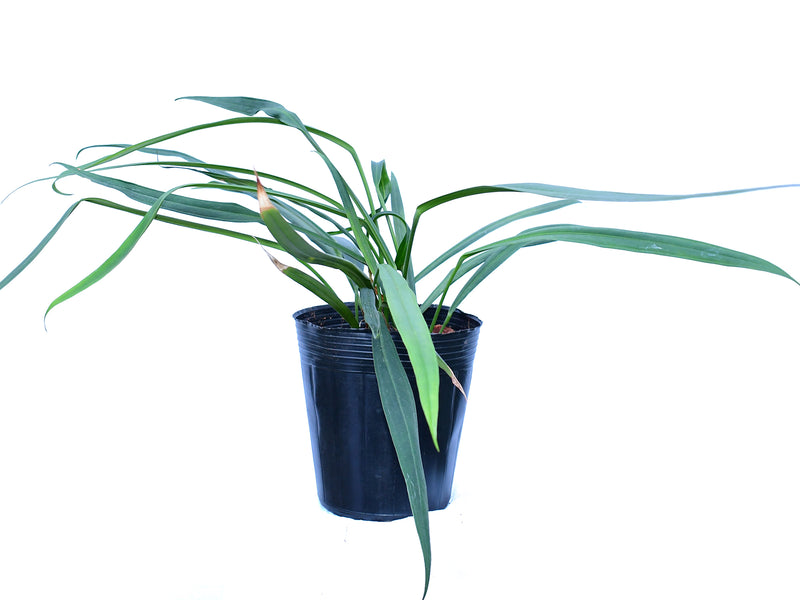 Anthurium perangustum cf