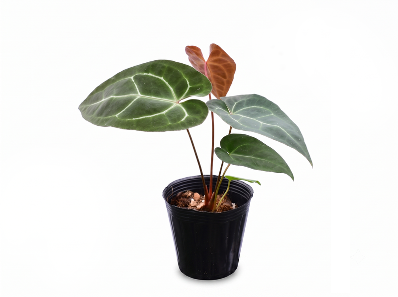 Anthurium pinkleyi Hibrido x Anth. crystallinum x (Anth. Eureka)