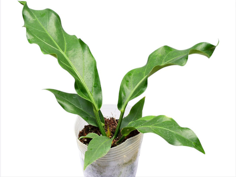 anthurium plowmanii size Anthurium plowmanii