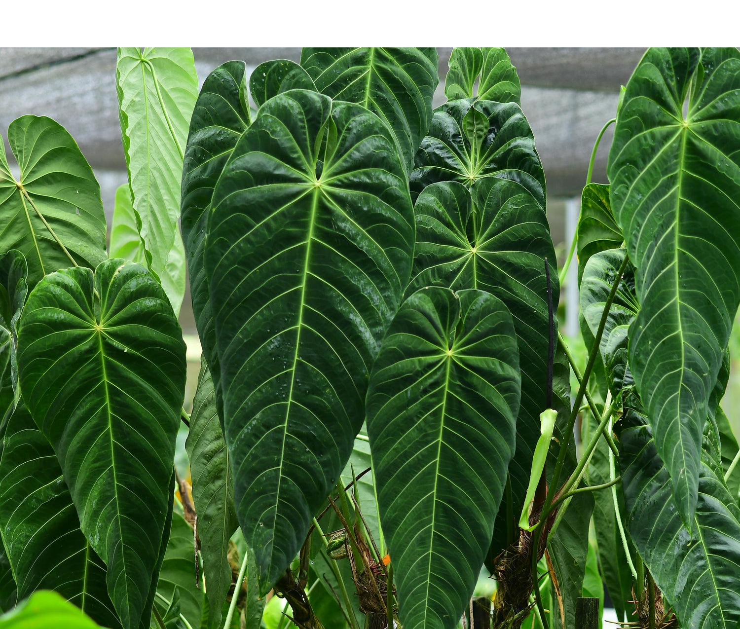 anthurium guatemala Anthurium queremalense — Ecuagenera Orquídeas del Ecuador