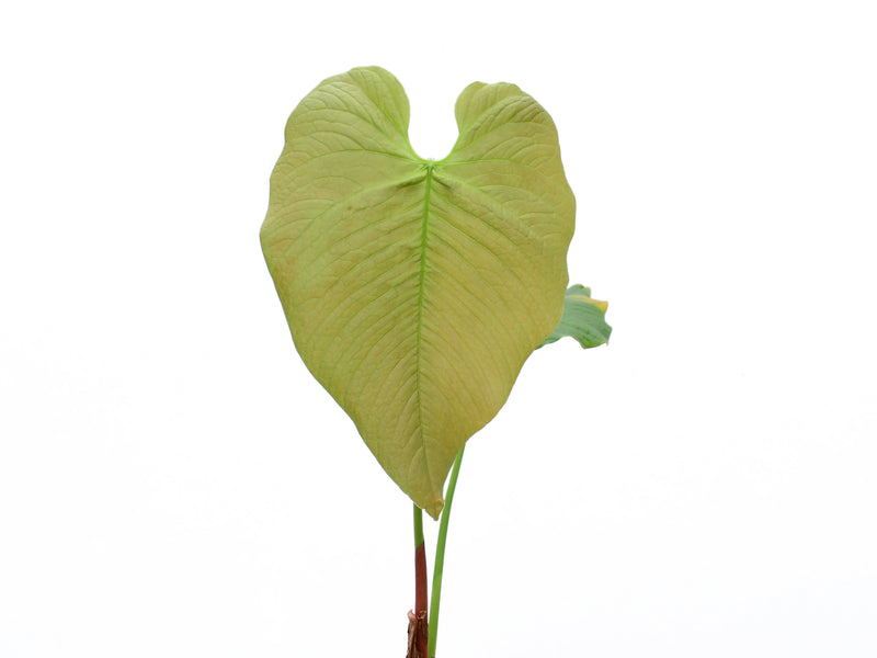 Anthurium rugulosum 'Chita' (medium)