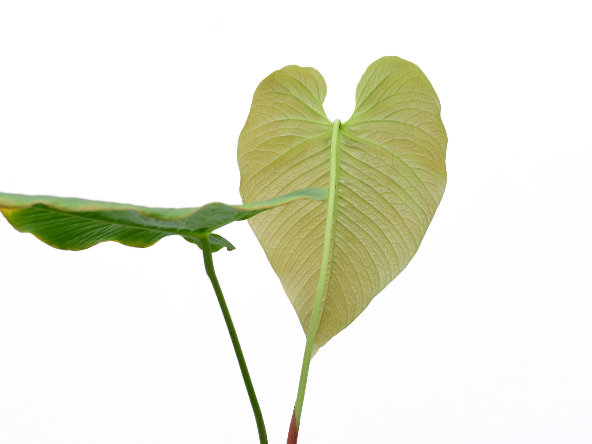 Anthurium rugulosum 'Chita' (medium)