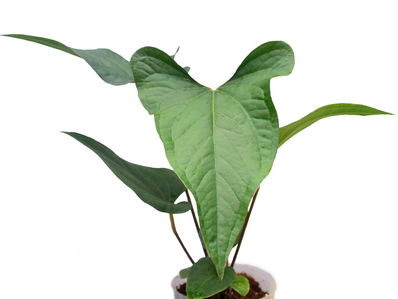 anthurium purple houseplant Anthurium sagittatum 'Purple'