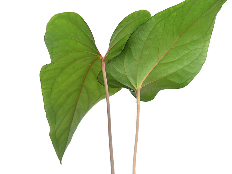 Anthurium sagittatum 'Purple'