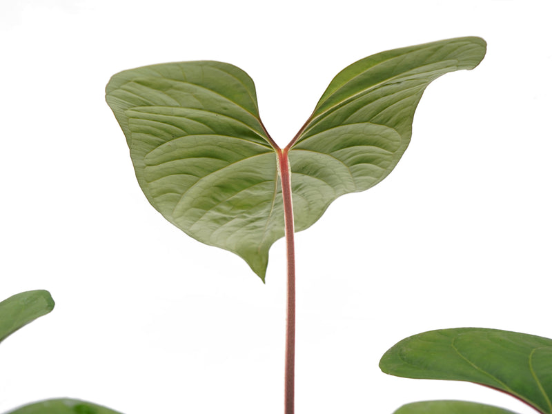 Anthurium sagittatum x Anthurium dressleri