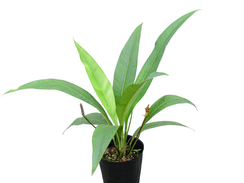 Anthurium scolopendrinum 'Pangui'
