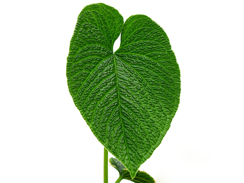 anthurium scandens for sale Anthurium splendidum — Ecuagenera Orquídeas del Ecuador