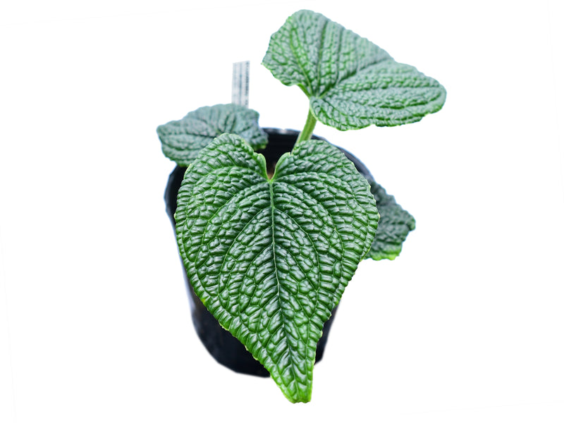 Anthurium splendidum